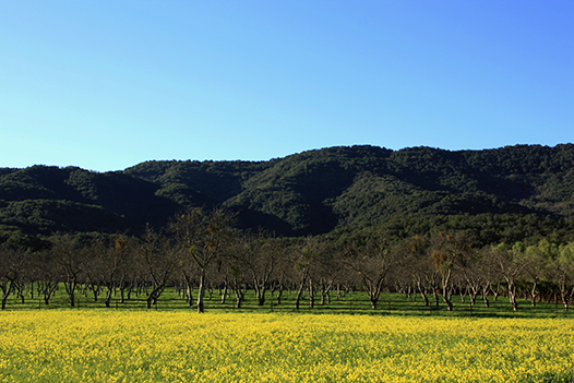 Black Mountain Upper Ojai