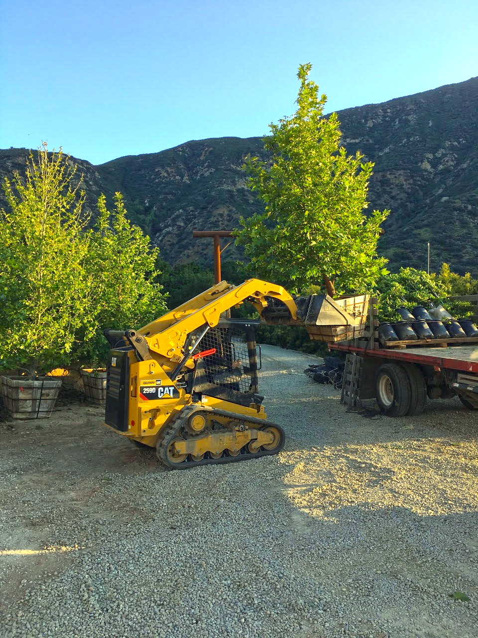 Receiving Specimen Trees