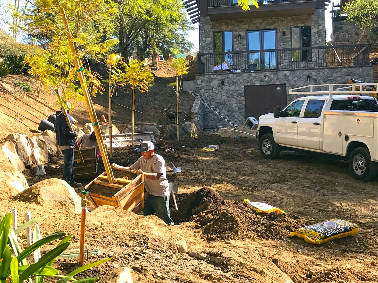 Planting New Trees